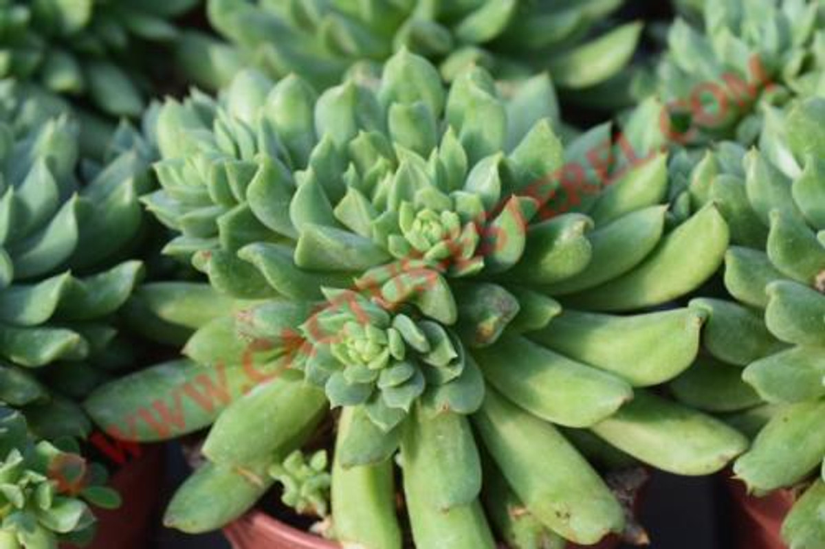 Echeveria 'Irish Mint'