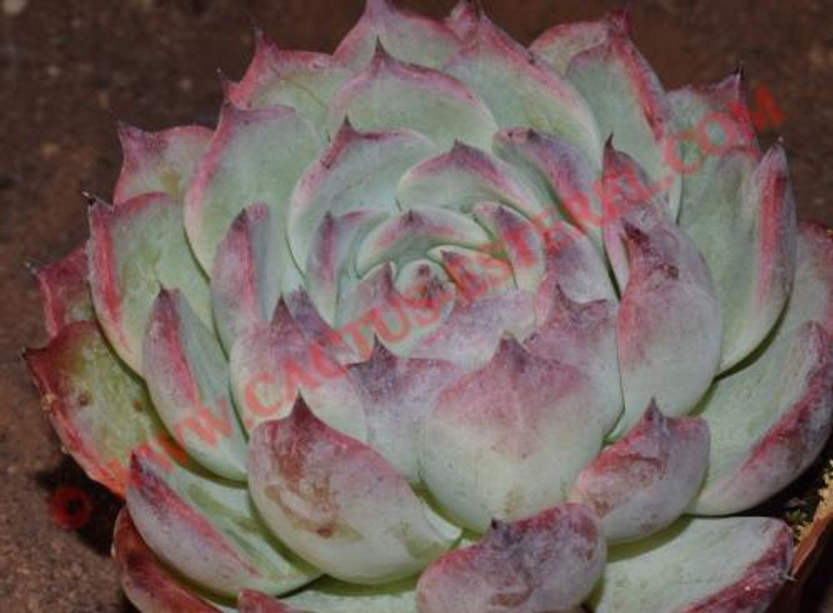 Echeveria chihuahuensis