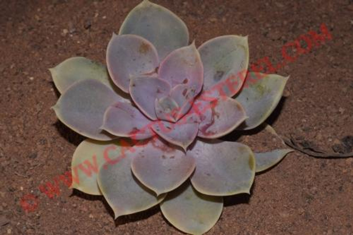 Echeveria gibbiflora 'Pearl von Nurnberg'
