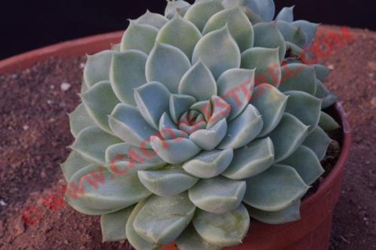 Echeveria hyalina