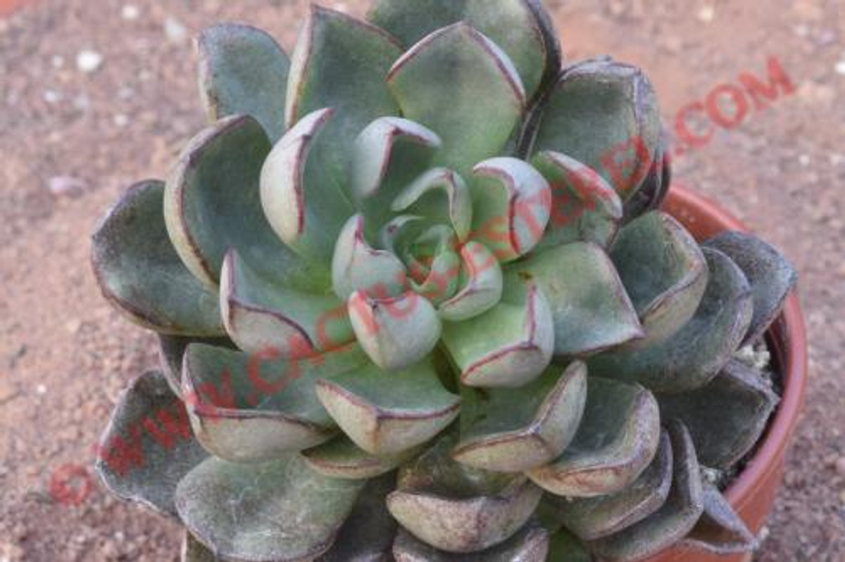 Echeveria moranii