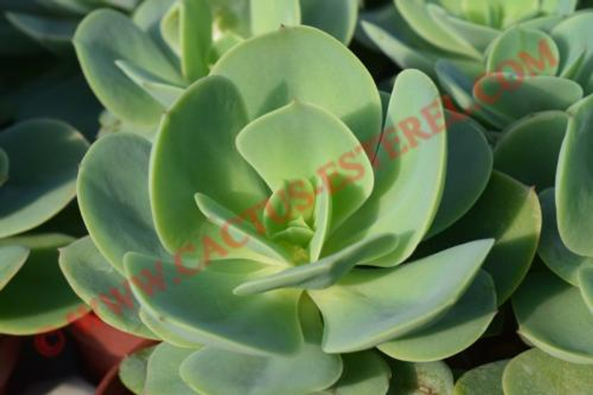 Echeveria pallida