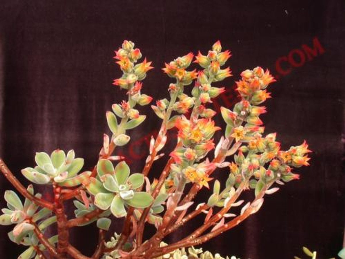 Echeveria pulvinata