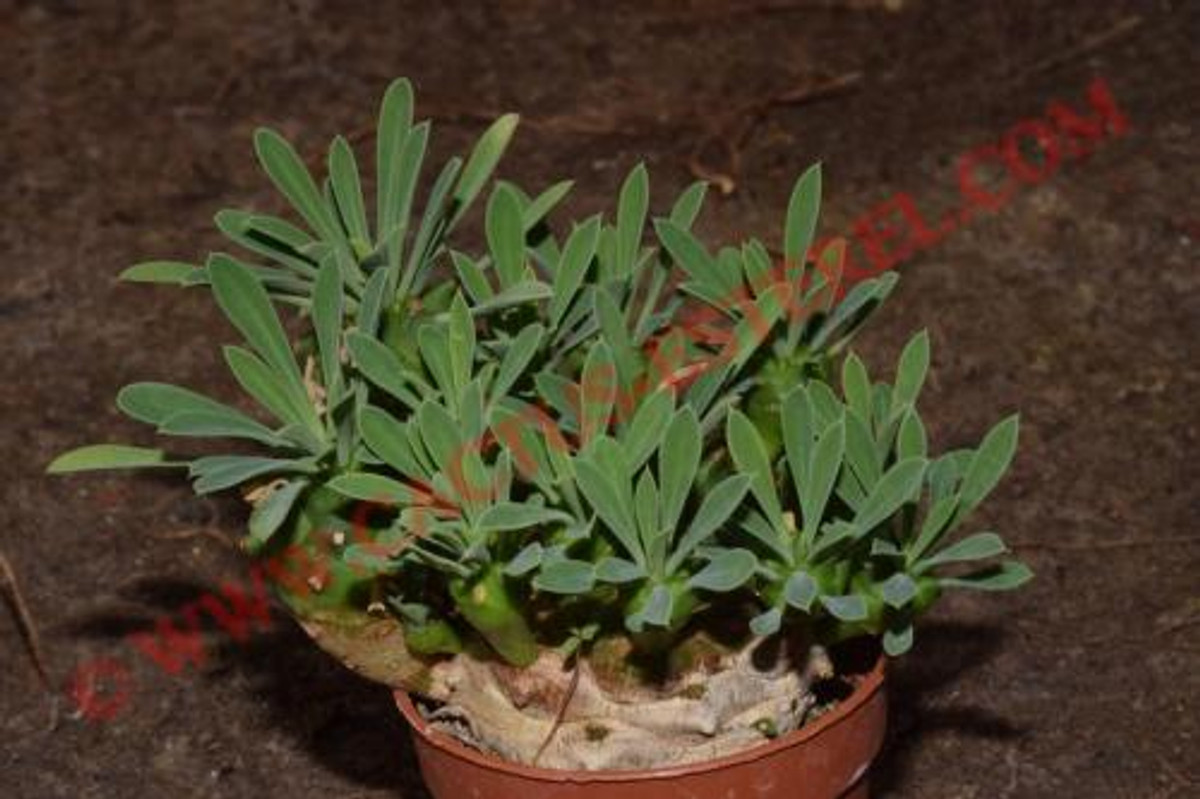 Euphorbia 'Cocklebur'