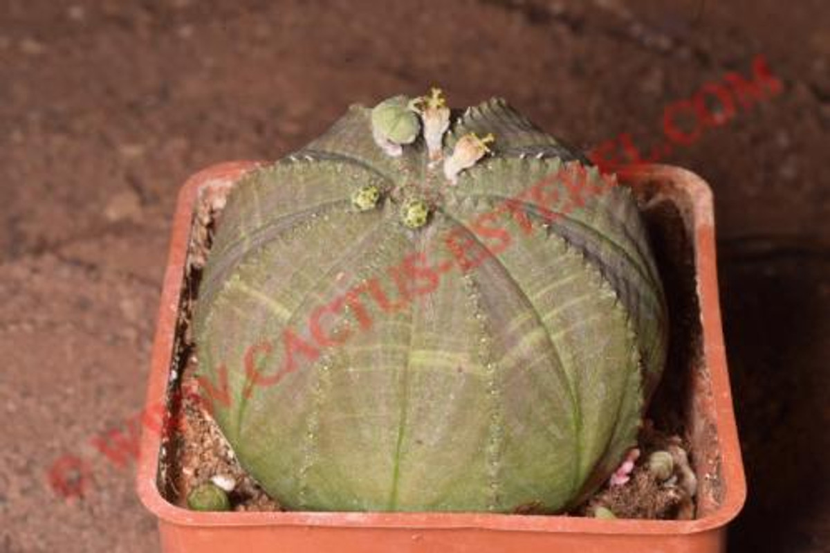 Euphorbia obesa