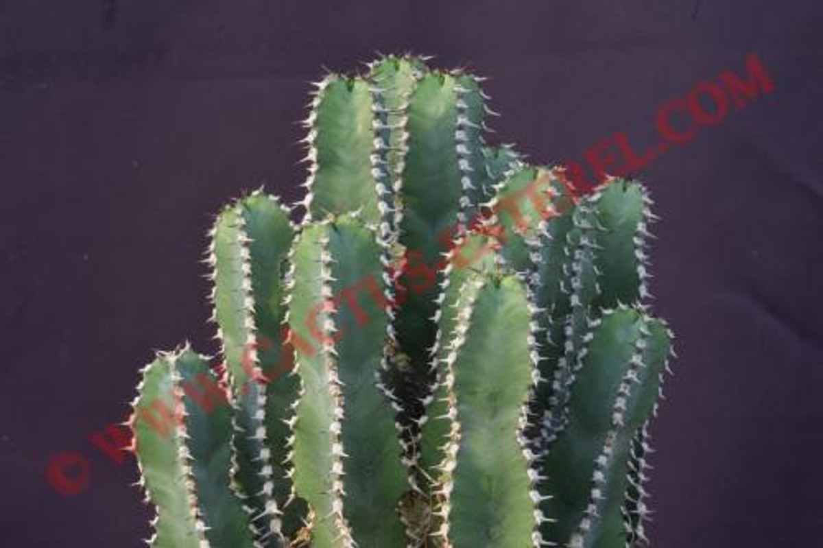 Euphorbia polyacantha