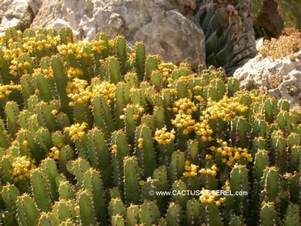 Euphorbia resinifera
