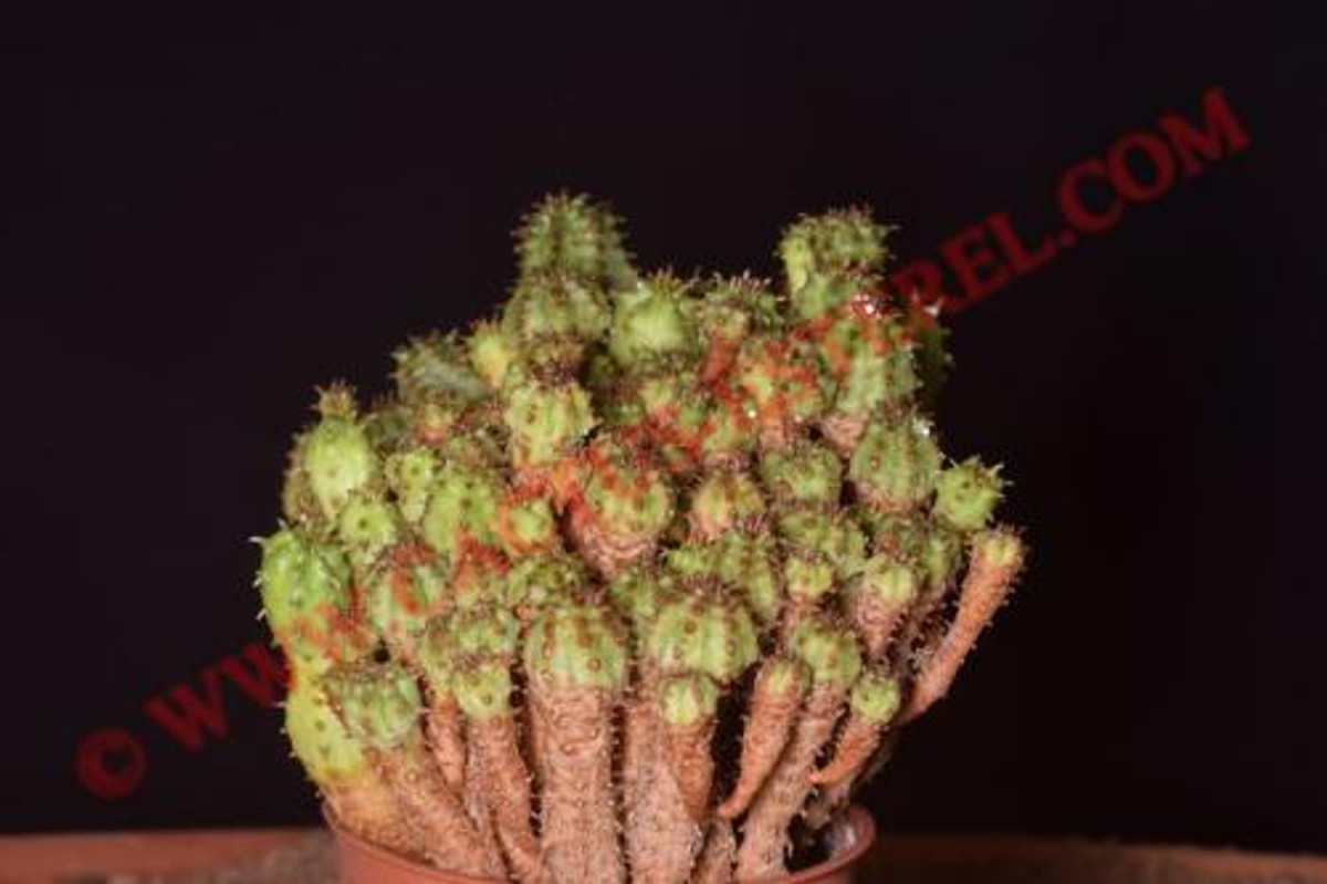 Euphorbia submammillaris fa. pfersdorfii