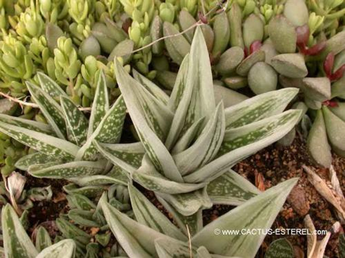 Gasteraloe 'Green Ice'