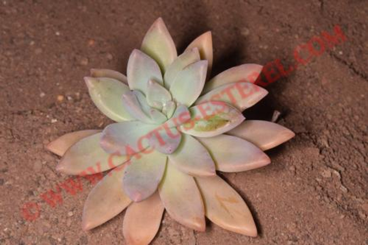 Graptosedum 'Francesco Baldi'