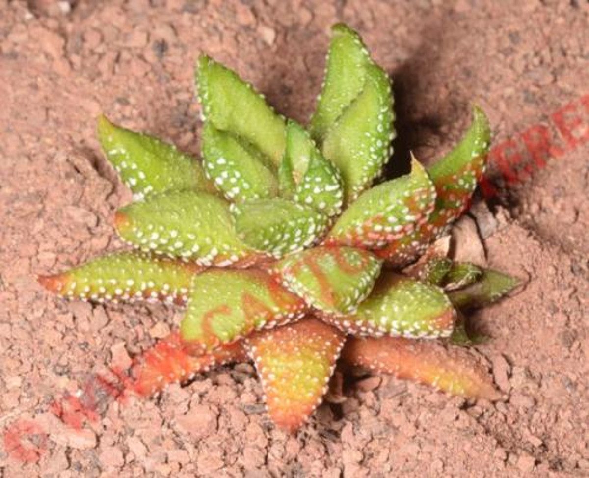 Haworthia 'Enon'