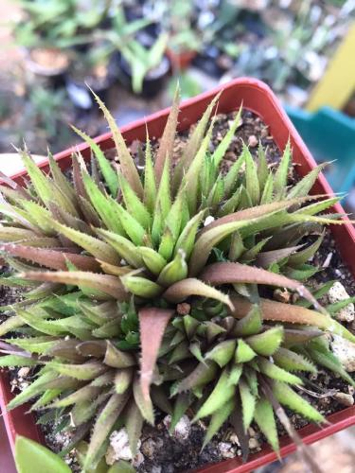 Haworthia chloracantha v. denticulifera