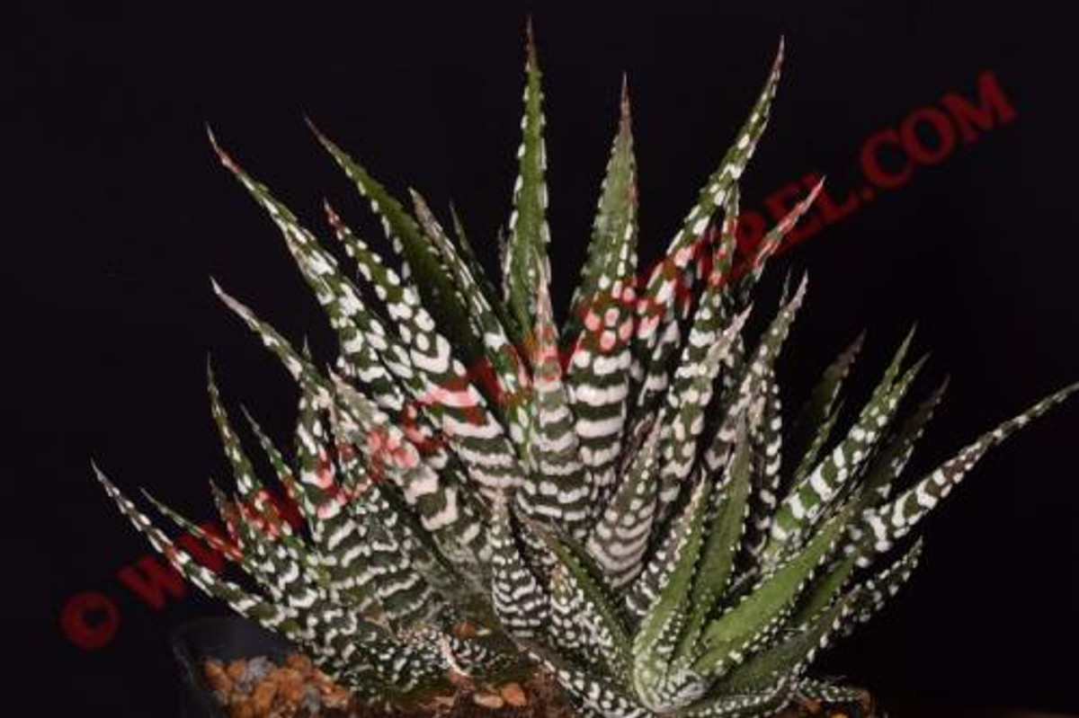 Haworthia fasciata 'Big Band'