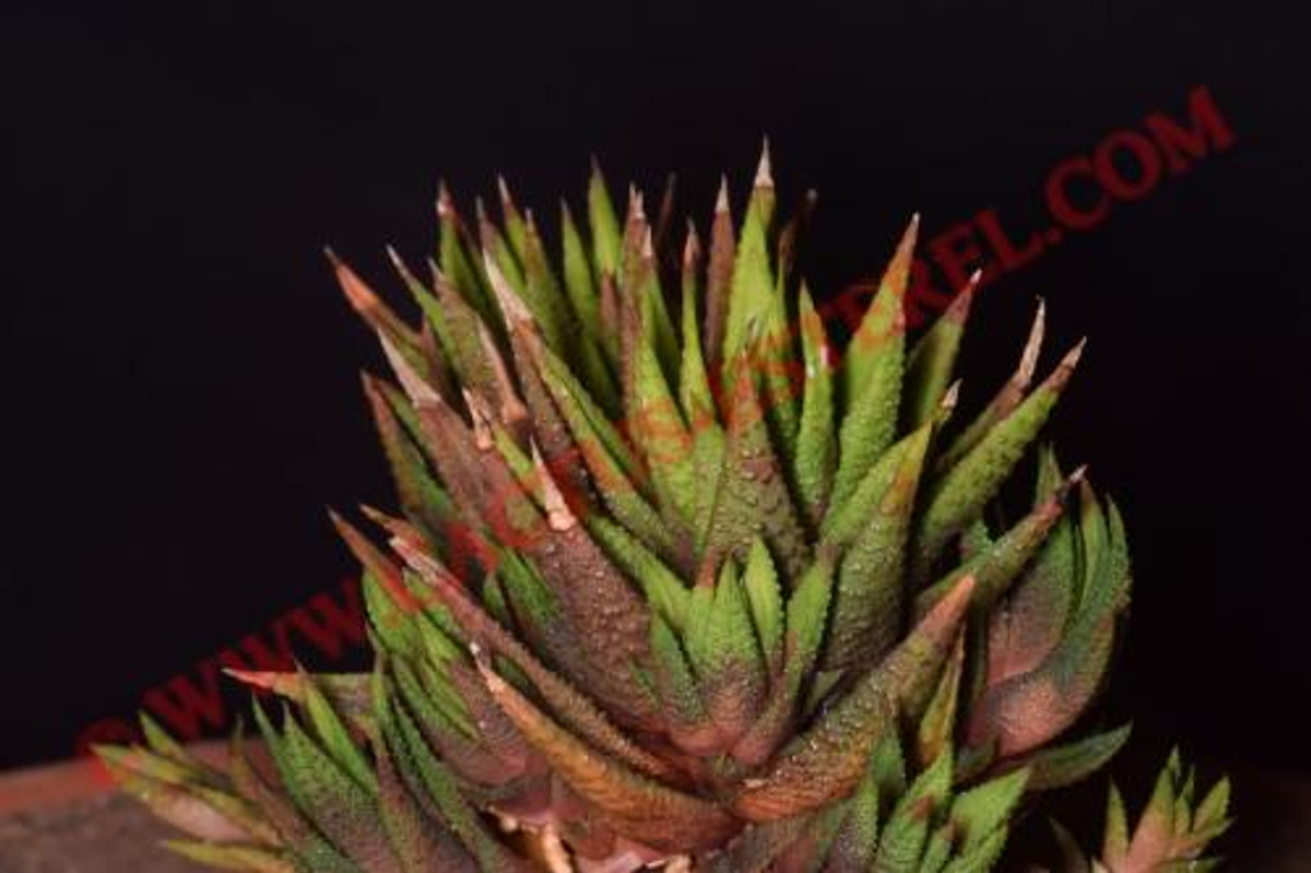 Haworthia icosyphylla