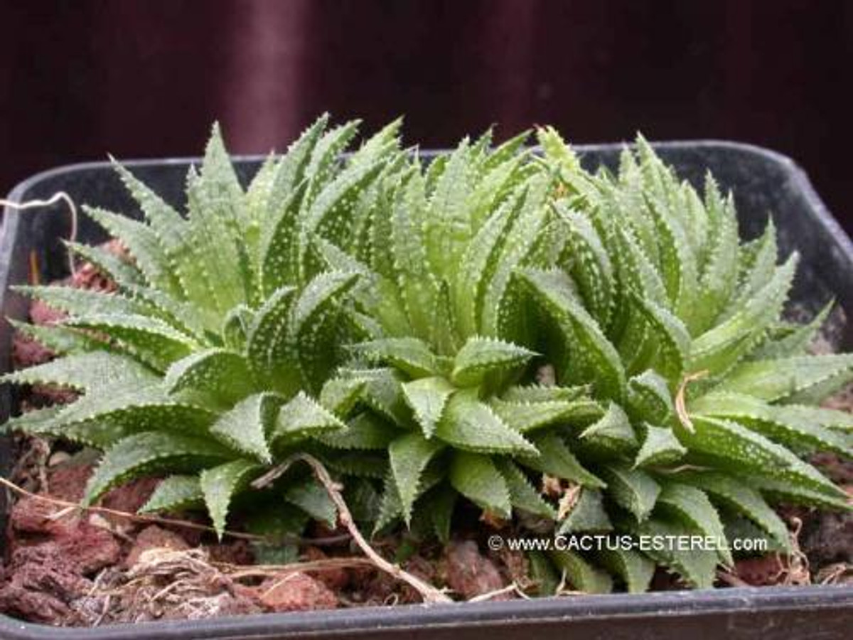 Haworthia magnifica v. whitesloaniana