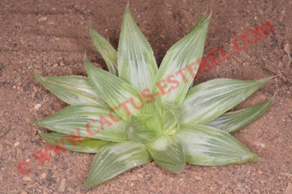 Haworthia retusa 'Greyghost'