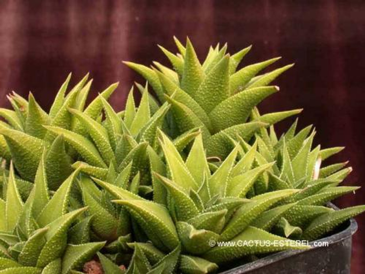 Haworthia tortuosa