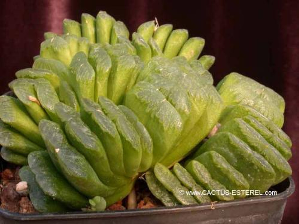Haworthia truncata 'Lime Green'