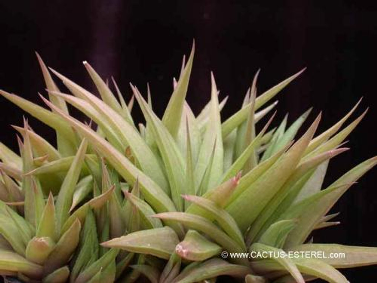 Haworthia ubomboensis