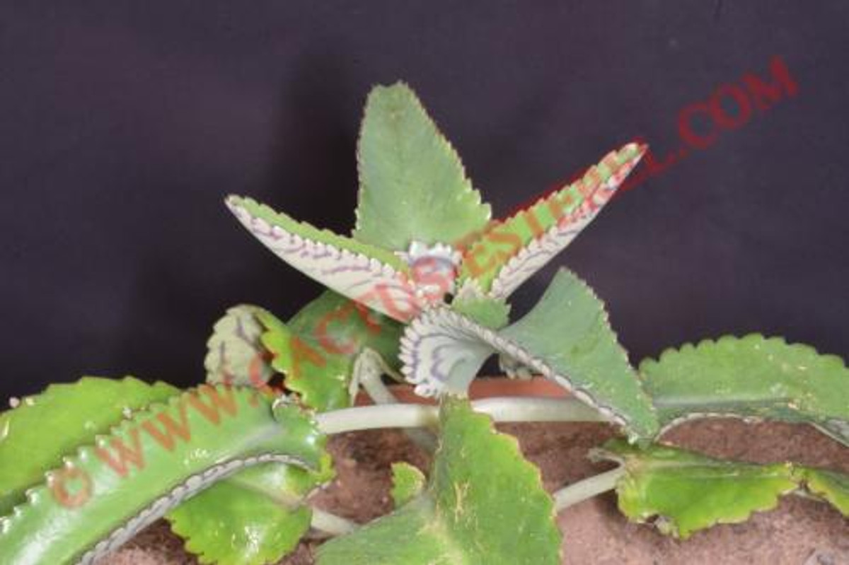 Kalanchoe daigremontiana