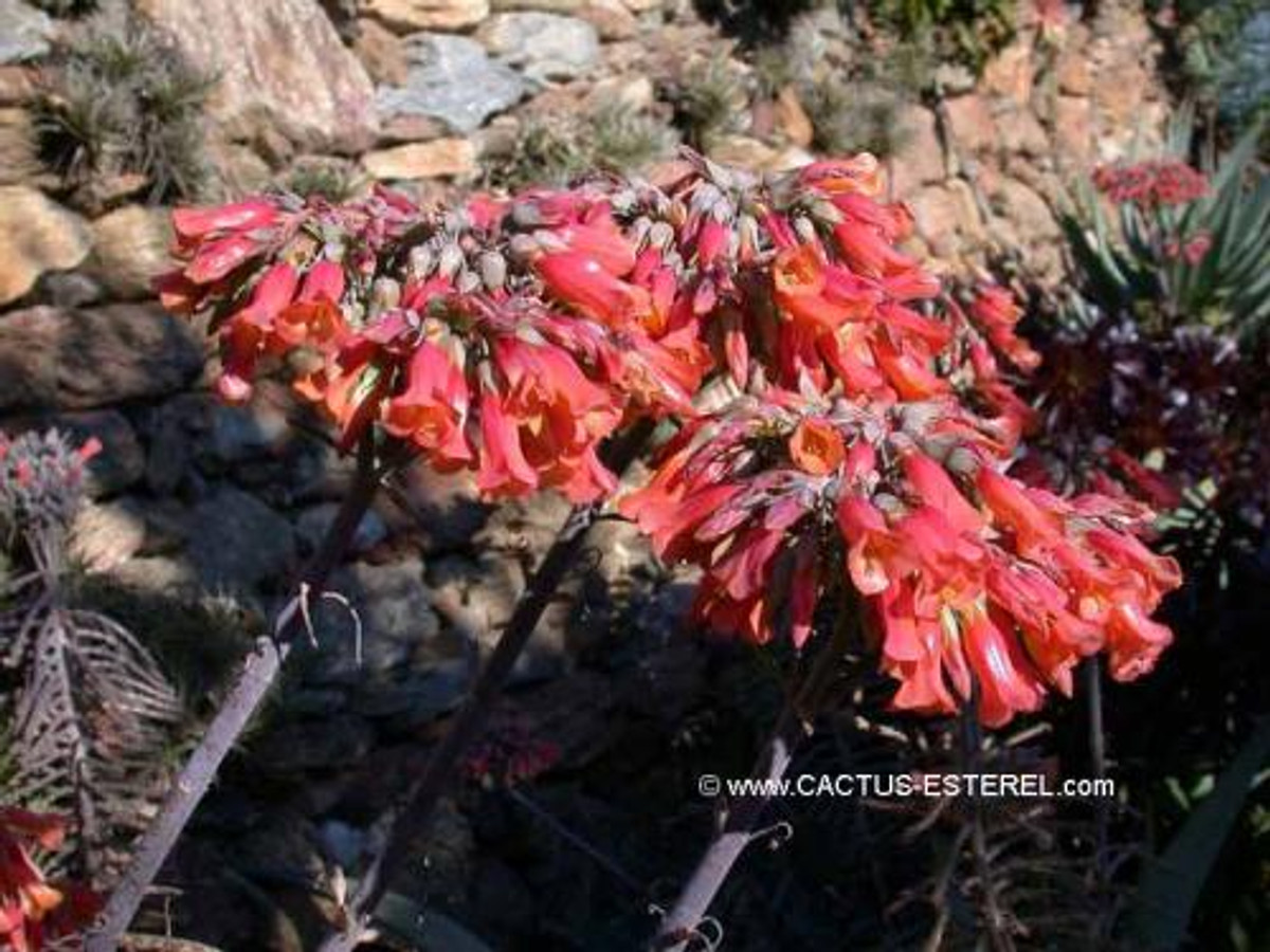 Kalanchoe delagoensis