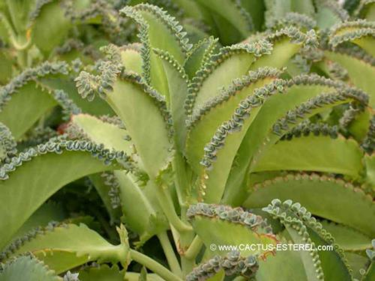 Kalanchoe laetevirens