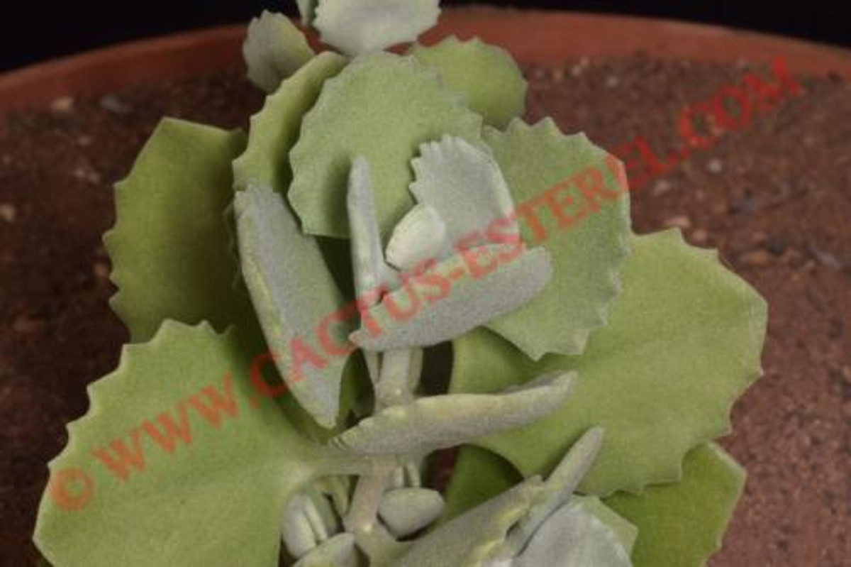 Kalanchoe millotii