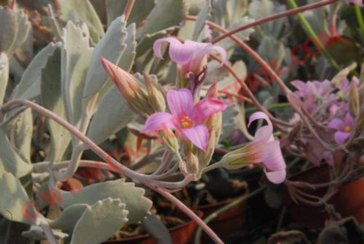 Kalanchoe pumila
