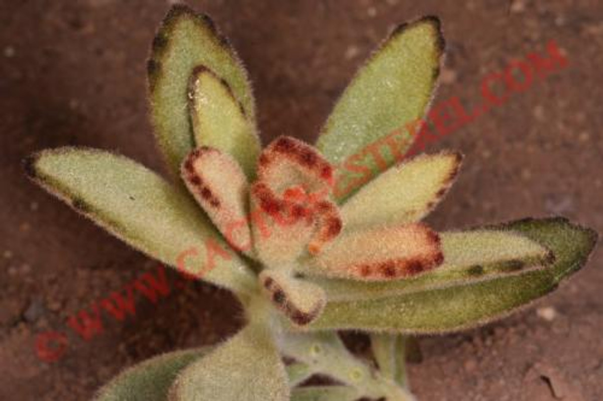 Kalanchoe tomentosa 'Chocolate Soldier'
