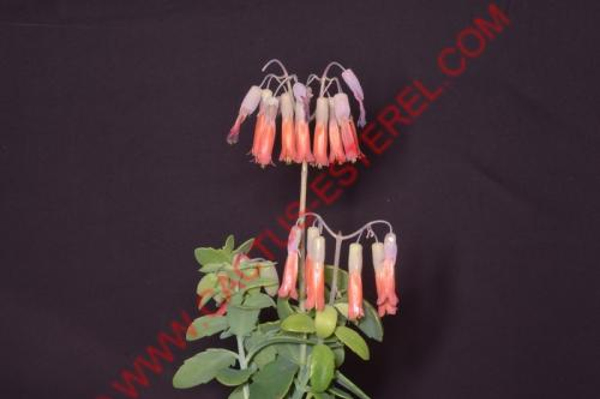 Kalanchoe x lokarana