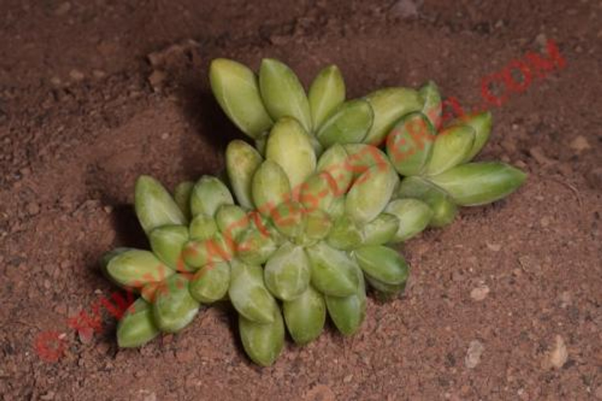 Pachyphytum compactum 'Cristata'