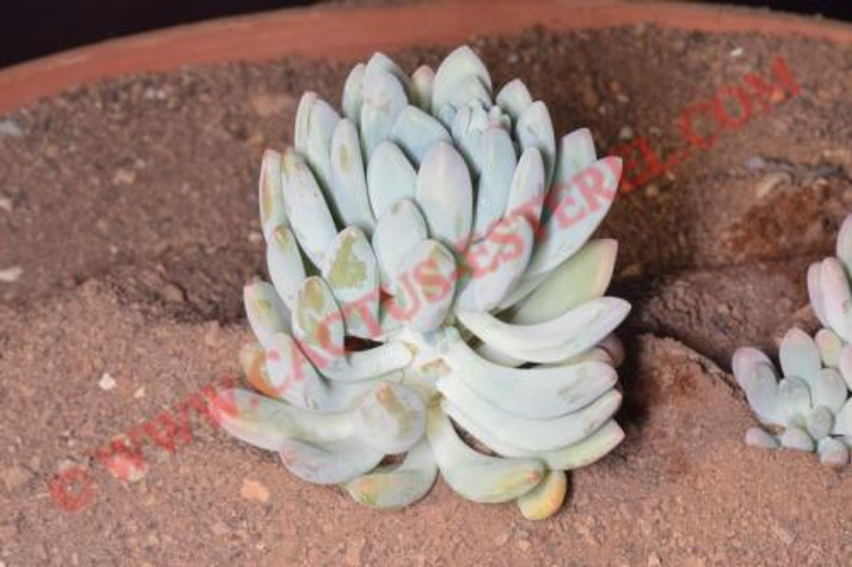Pachyveria 'Clavifolia'