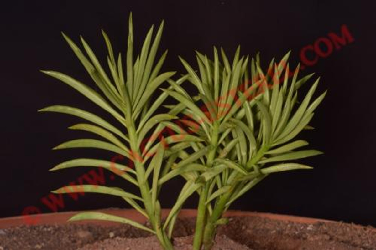 Peperomia trollii