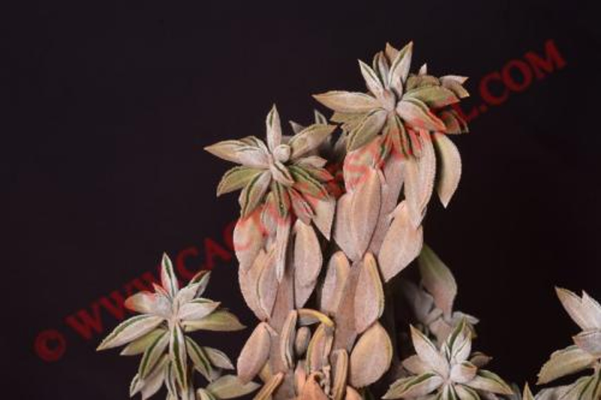 Peperomia wolfgang krahnii