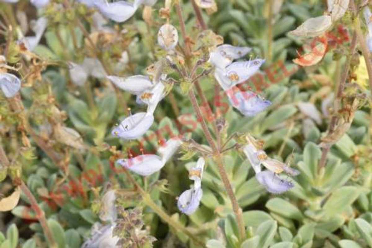 Plectranthus argentifolius