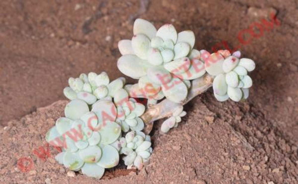 Sedum clavatum