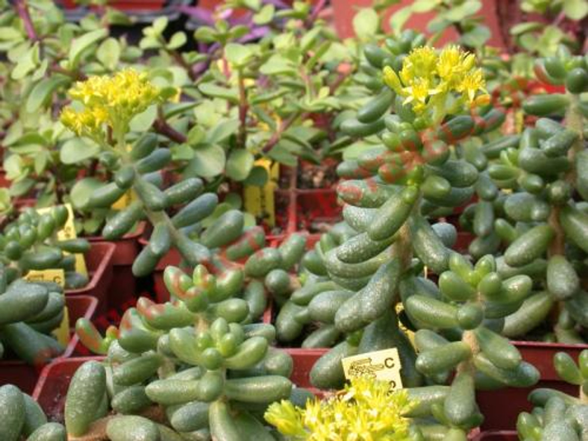 Sedum hernandezii