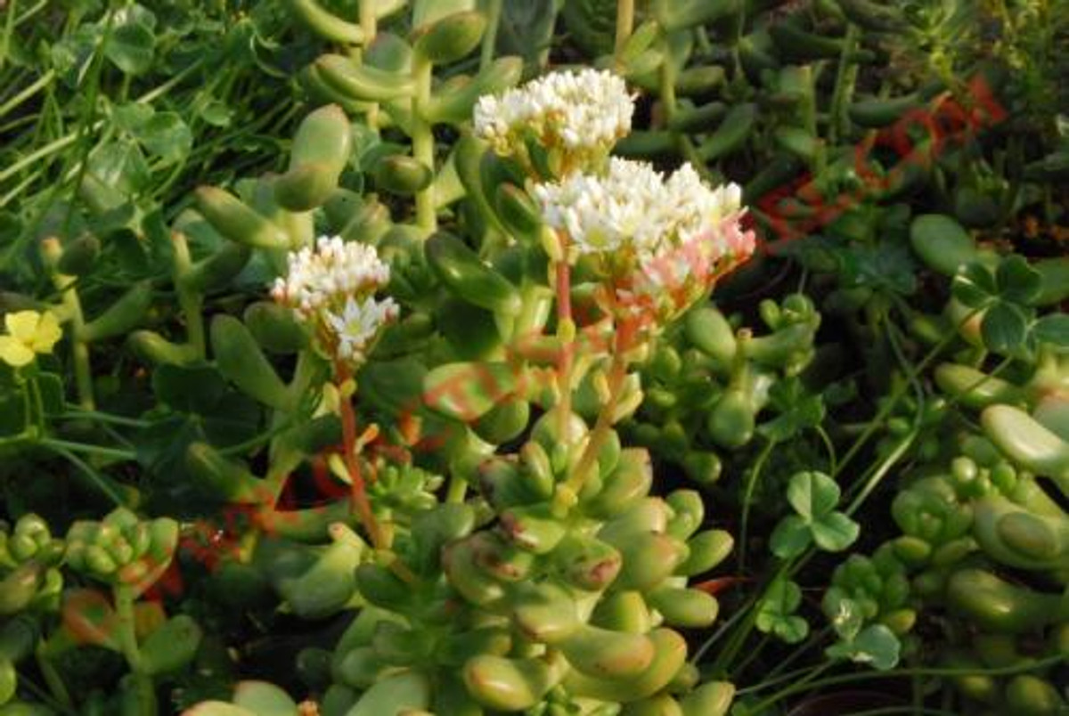 Sedum lucidum 'Obesum'