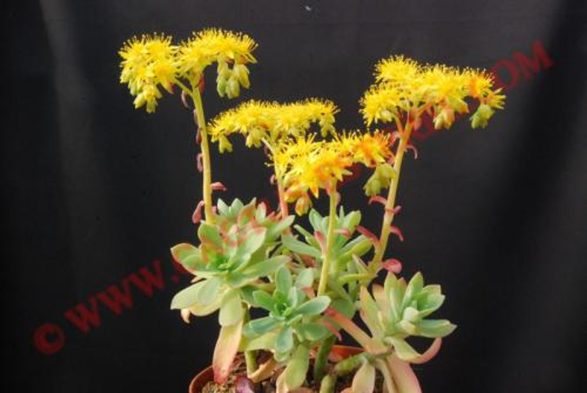 Sedum palmeri