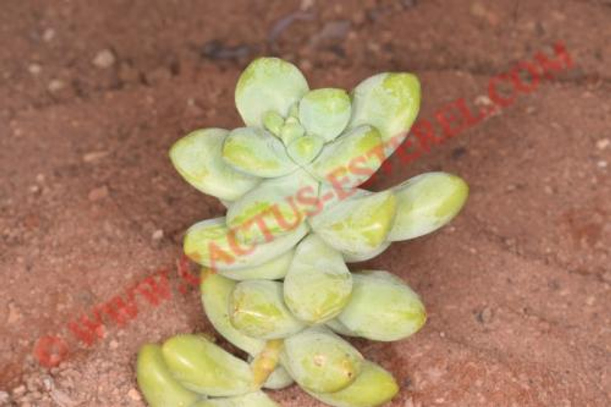 Sedum treleasii