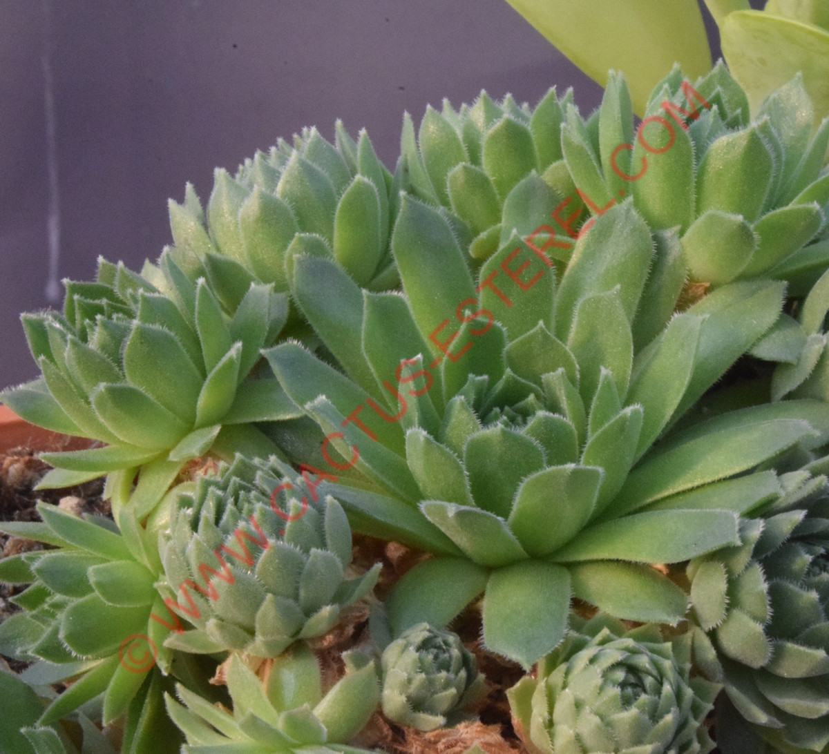 Sempervivum 'Petsy'