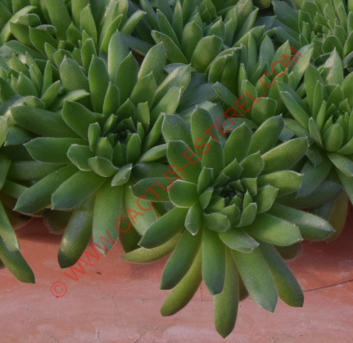 Sempervivum arachnoideum 'Alpha'