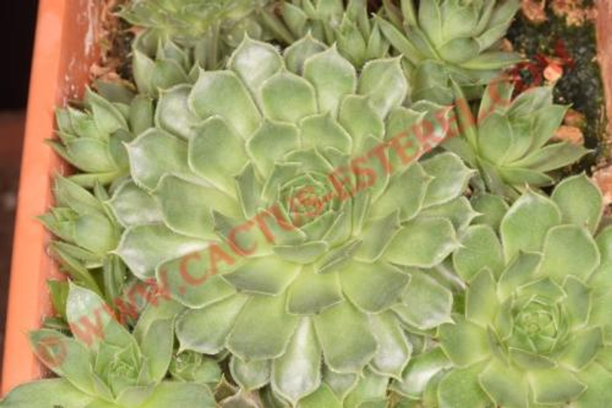 Sempervivum calcareum var. greenii