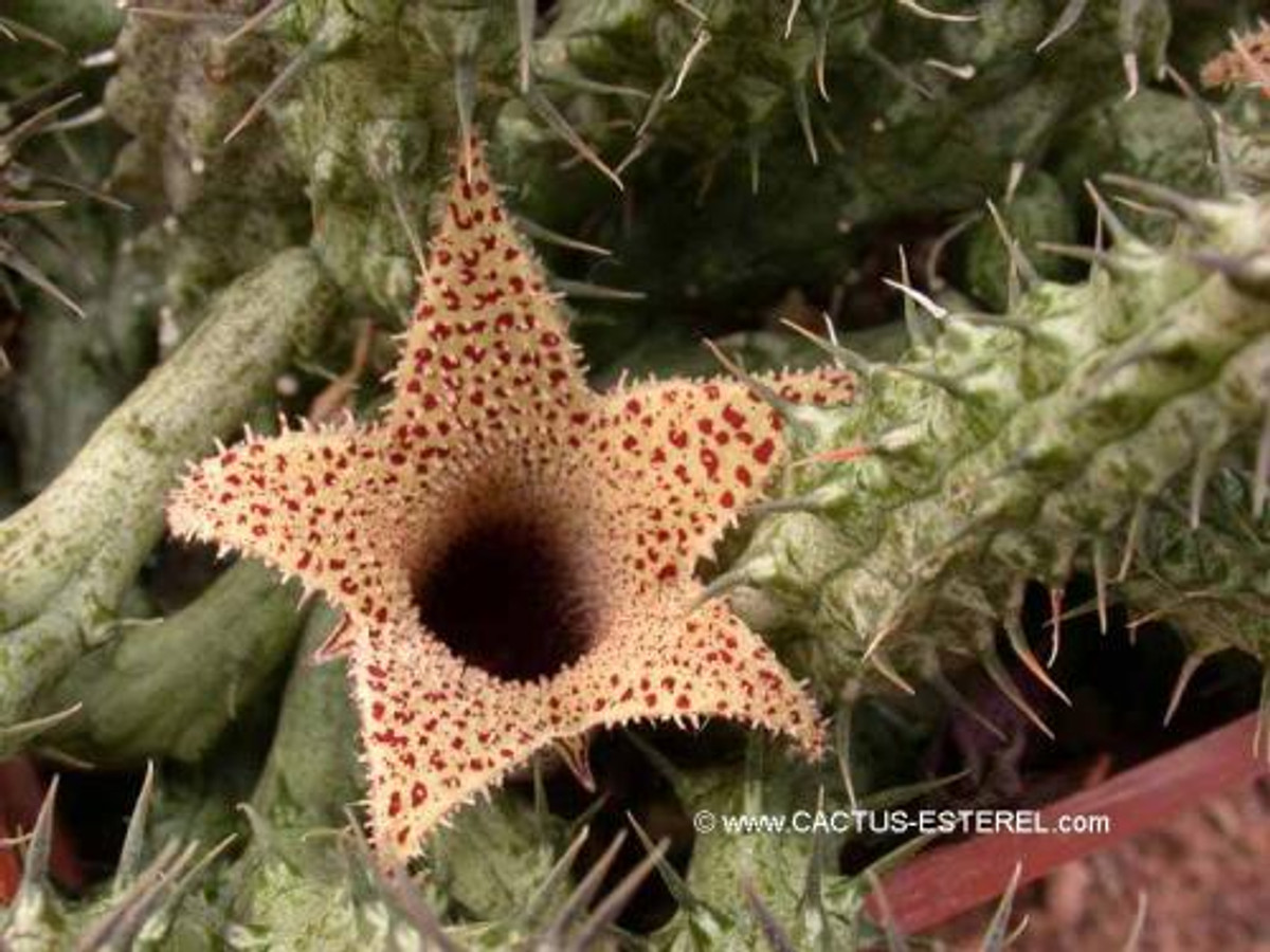 Stapelianthus decaryi