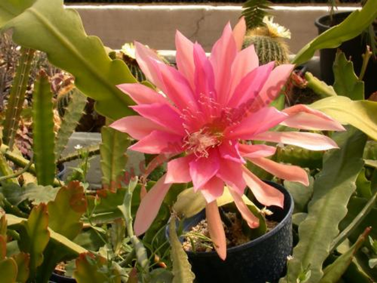 Epiphyllum 'Anton Gunther'