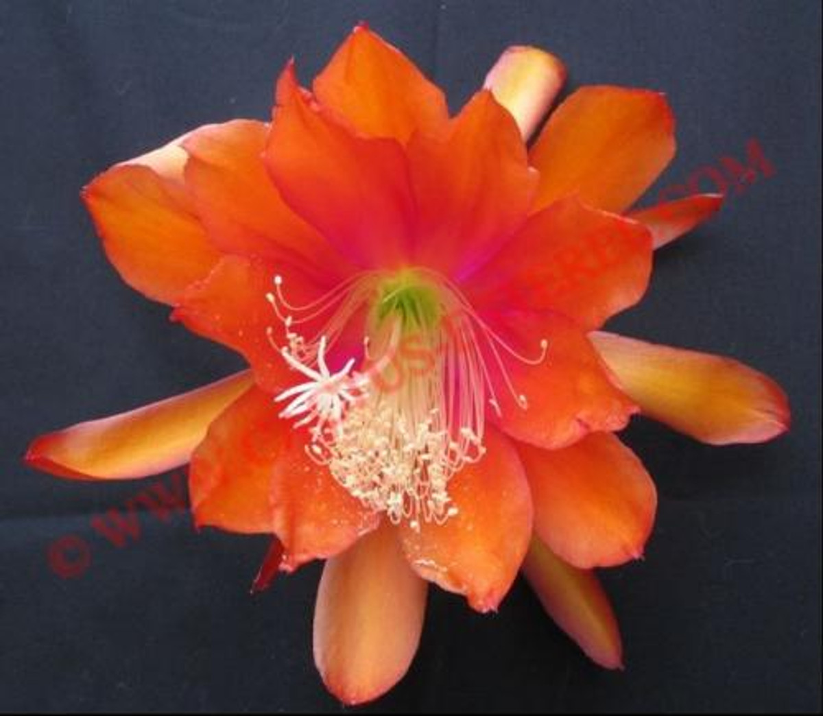 Epiphyllum 'Apache Magic'