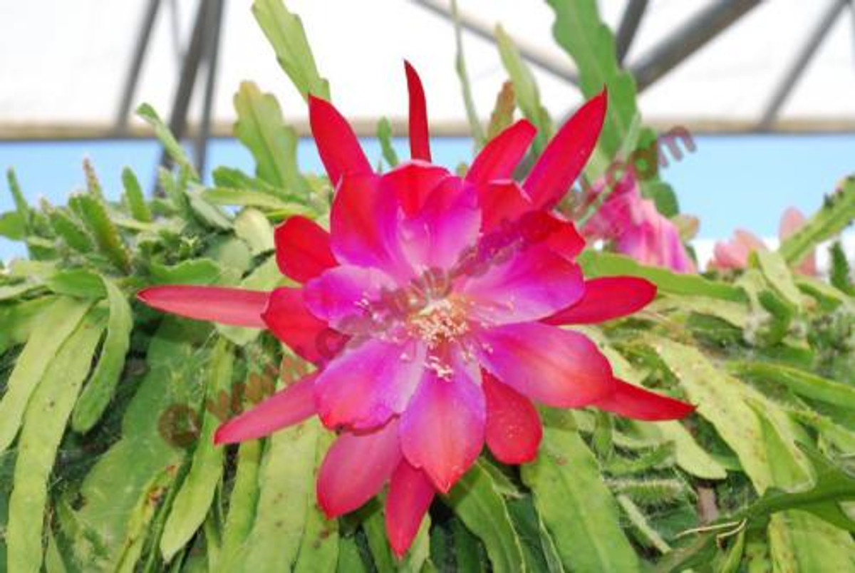 Epiphyllum 'Appeal'