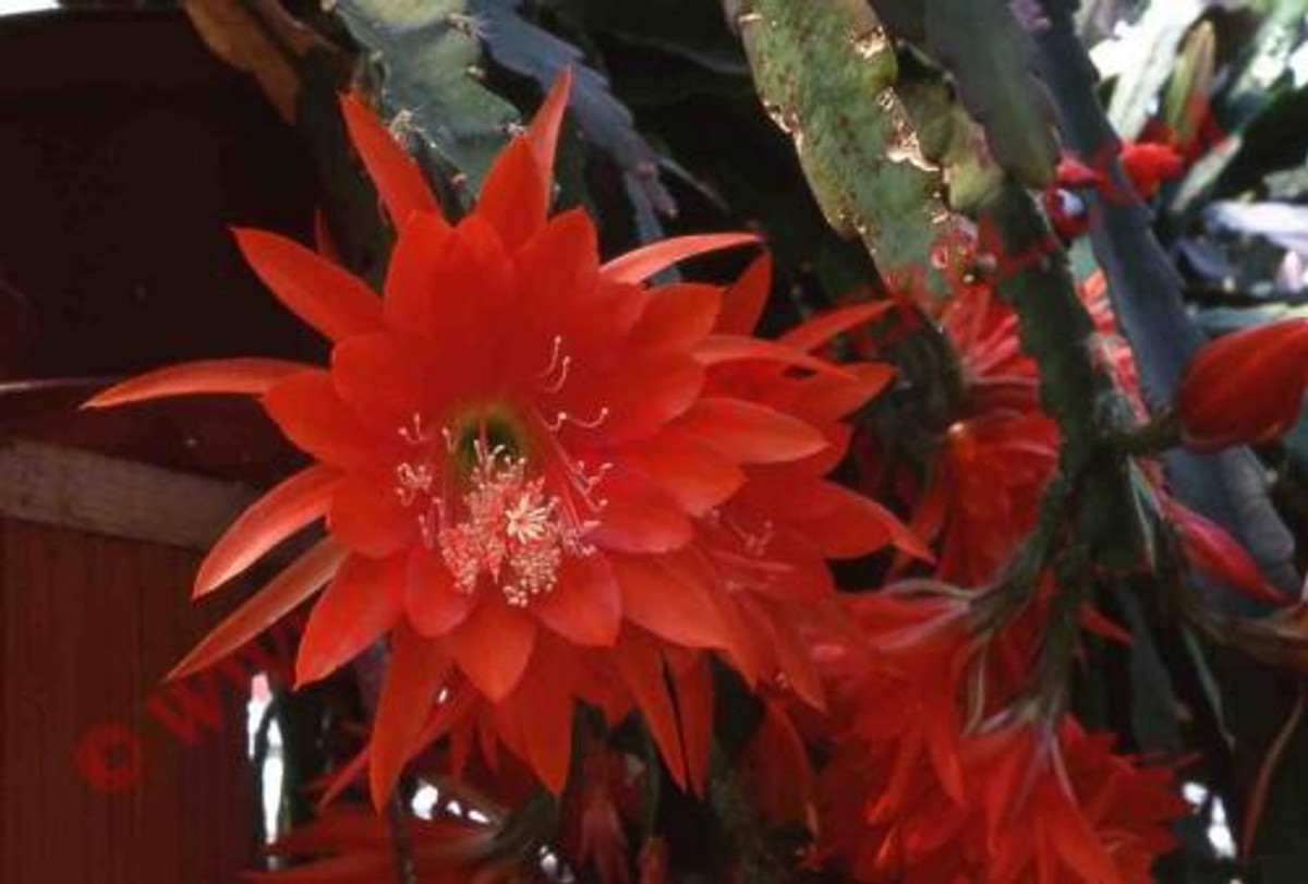 Epiphyllum 'Desert Sunrise'