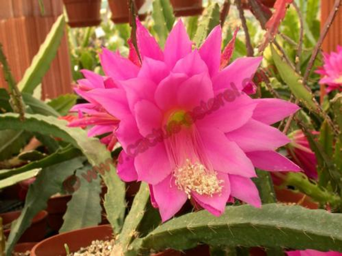 Epiphyllum 'France'