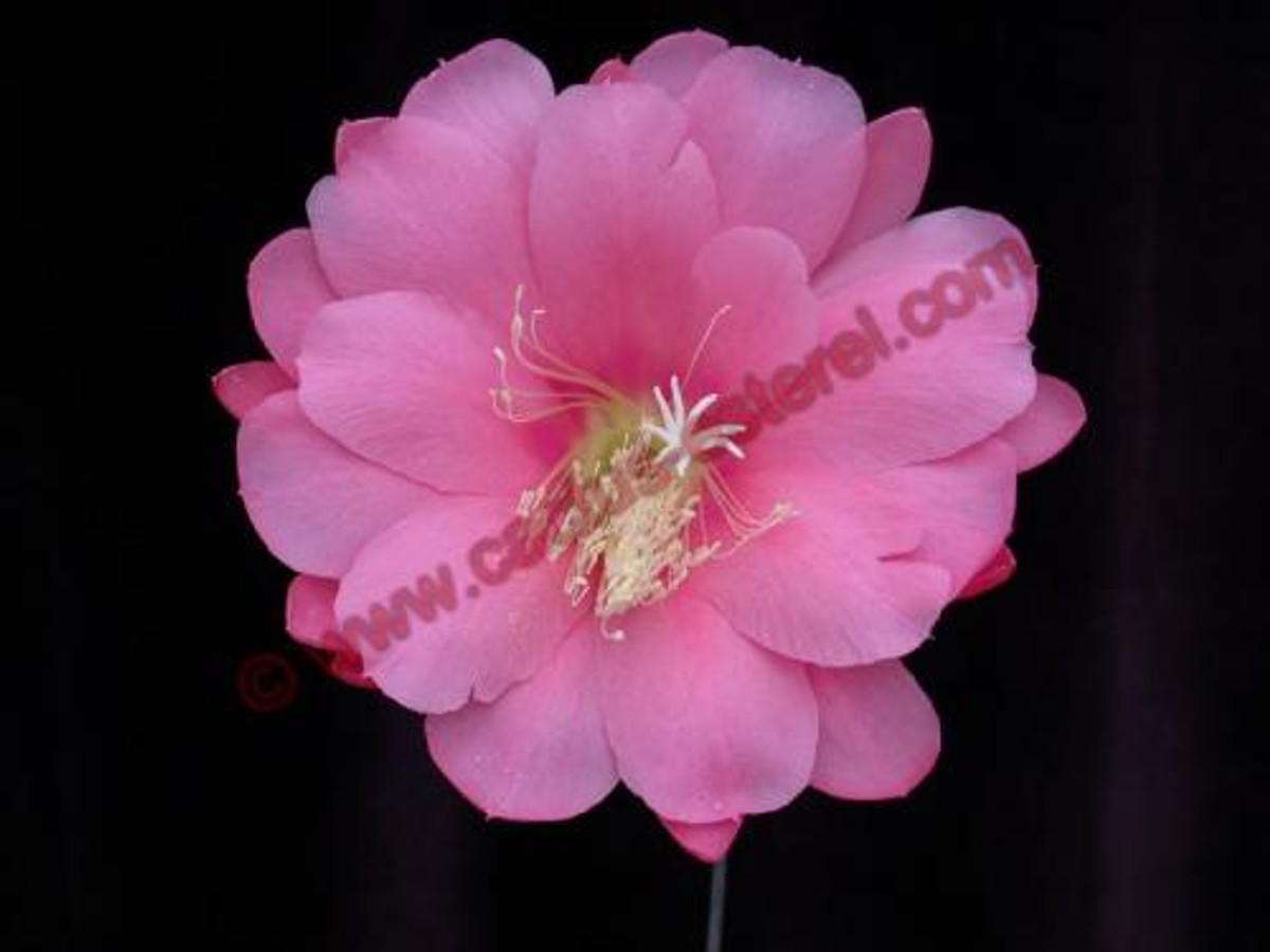 Epiphyllum 'Glamour'
